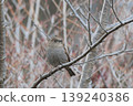 Japanese accentor 139240386