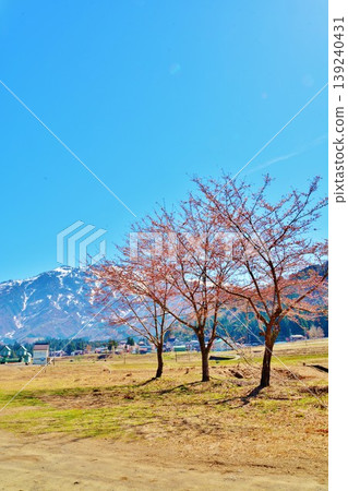 有櫻花和殘雪的八海山 有櫻花和殘雪的八海山 139240431