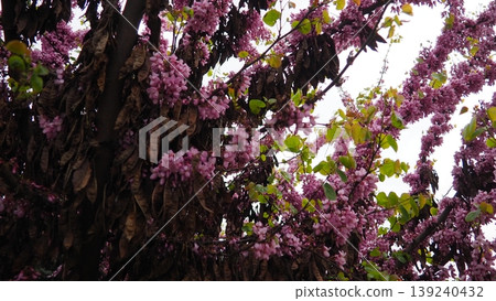 Cercis siliquastrum, European Cercis, Judas tree or Judas-tree is small deciduous species of redbud in flowering plant family Fabaceae. Prolific display of deep pink flowers in spring. City park 139240432