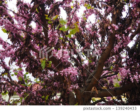 Cercis siliquastrum, European Cercis, Judas tree or Judas-tree is small deciduous species of redbud in flowering plant family Fabaceae. Prolific display of deep pink flowers in spring. City park 139240433