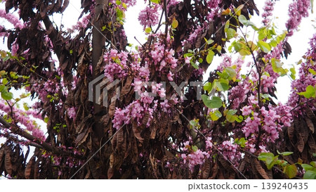 Cercis siliquastrum, European Cercis, Judas tree or Judas-tree is small deciduous species of redbud in flowering plant family Fabaceae. Prolific display of deep pink flowers in spring. City park Cercis siliquastrum, European Cercis, Judas tree or Judas-tree is small deciduous species of redbud in flowering plant family Fabaceae. Prolific display of deep pink flowers in spring. City park 139240435