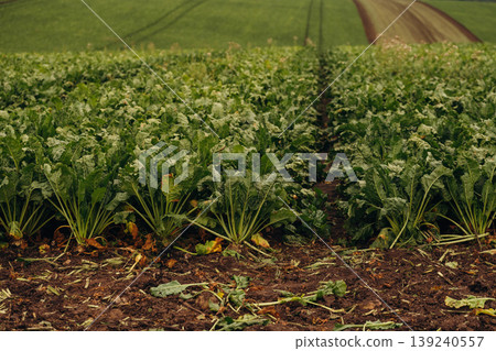 Beet vegetable is growing on the agricultural field at daytime Beet vegetable is growing on the agricultural field at daytime 139240557