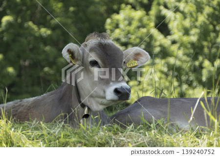 Free-roaming herd of cows in a mountain landscape 139240752
