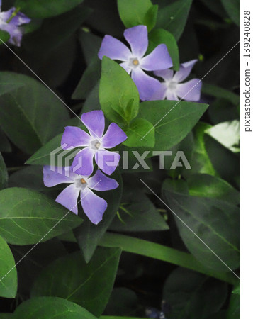 A close-up of the blue-purple periwinkle flower blooming in the shade. A close-up of the blue-purple periwinkle flower blooming in the shade. 139240828