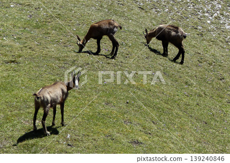 Herd of Chamois in the Karwendel Mountains in Austria Herd of Chamois in the Karwendel Mountains in Austria 139240846