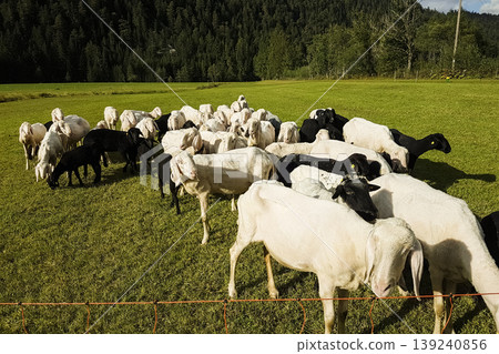 Sheep flock on a meadow Sheep flock on a meadow 139240856