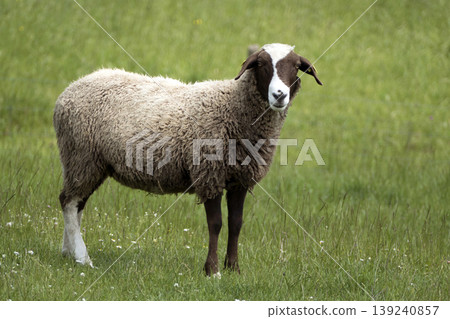 Sheep on a meadow Sheep on a meadow 139240857