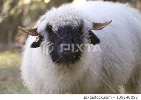Valais Blacknose sheep in the forest Valais Blacknose sheep in the forest 139240858