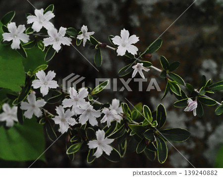 Pale purple buds and white flowers of the white clove flower blooming in the shade Pale purple buds and white flowers of the white clove flower blooming in the shade 139240882