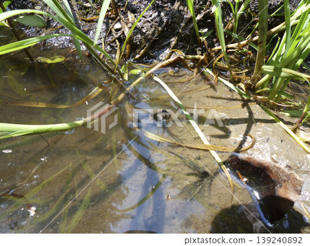 Portrait of a frog Portrait of a frog 139240892