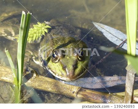Portrait of a frog Portrait of a frog 139240893