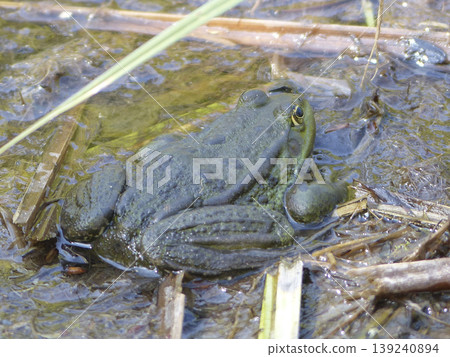 Portrait of a frog Portrait of a frog 139240894