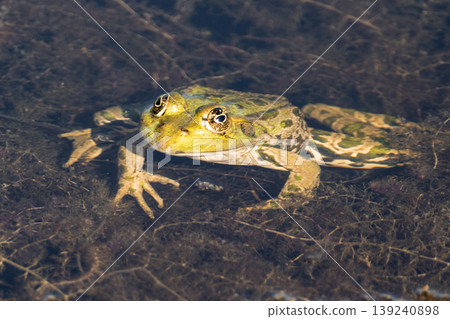 Portrait of a frog Portrait of a frog 139240898