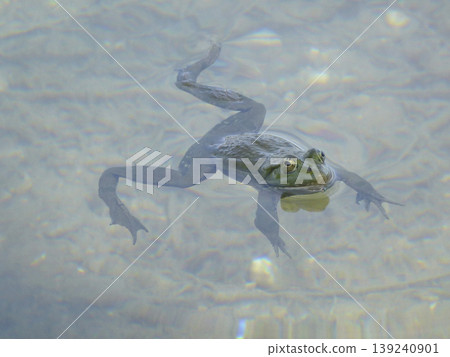 Portrait of a frog Portrait of a frog 139240901
