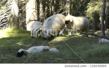 Valais Blacknose sheep in the forest Valais Blacknose sheep in the forest 139240904