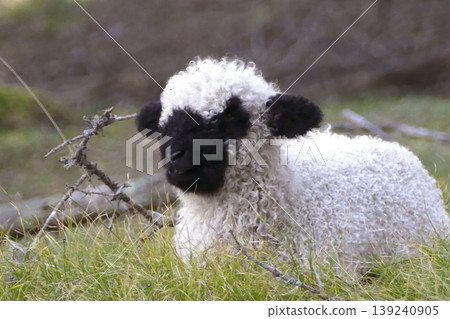 Valais Blacknose sheep in the forest Valais Blacknose sheep in the forest 139240905