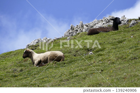 Herd of sheep in the mountains Herd of sheep in the mountains 139240906