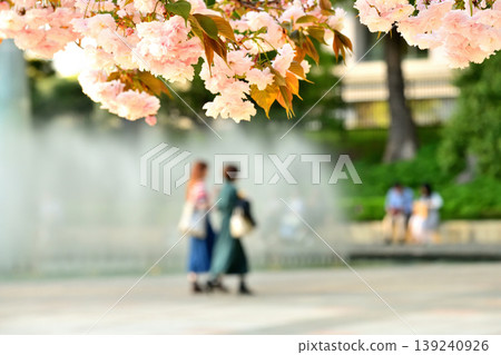 和田倉噴泉公園的雙櫻和兩位女子 和田倉噴泉公園的雙櫻和兩位女子 139240926