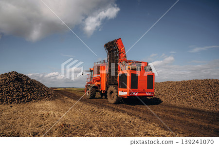 A lot of vegetables, raw food. Beet harvester is on the agricultural field at daytime A lot of vegetables, raw food. Beet harvester is on the agricultural field at daytime 139241070