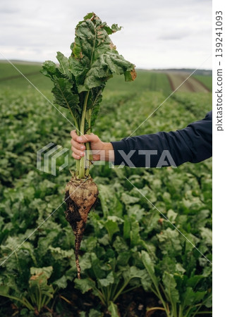 Detailed close up view. Male farmer is standing and holding beet on the agricultural field Detailed close up view. Male farmer is standing and holding beet on the agricultural field 139241093