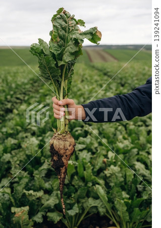 Detailed close up view. Male farmer is standing and holding beet on the agricultural field Detailed close up view. Male farmer is standing and holding beet on the agricultural field 139241094