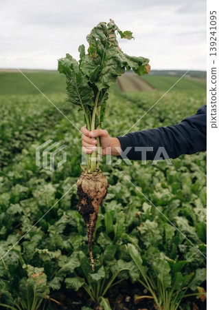 Detailed close up view. Male farmer is standing and holding beet on the agricultural field Detailed close up view. Male farmer is standing and holding beet on the agricultural field 139241095