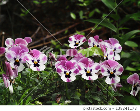 White and cobalt violet violas (tricolored violets near Earth's 33rd address) White and cobalt violet violas (tricolored violets near Earth's 33rd address) 139241178