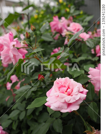 The first spring pink roses to bloom this season at a rose garden in Yamaguchi Prefecture, with their beautiful soft bokeh effect captured by a prime lens. The first spring pink roses to bloom this season at a rose garden in Yamaguchi Prefecture, with their beautiful soft bokeh effect captured by a prime lens. 139241180