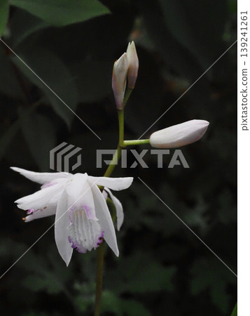 Close-up of the flowers and buds of the white-flowered orchid (white and purple orchids blooming in the shade). Close-up of the flowers and buds of the white-flowered orchid (white and purple orchids blooming in the shade). 139241261