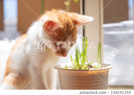 A brown and white kitten approaches a potted plant of cat grass. 139241350