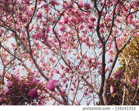 春日的天空和盛開的紫色玉蘭花（高知萬帕克的紫紅色玉蘭花） 139241352