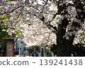 A spring cherry blossom scene near the bus stop. 139241438