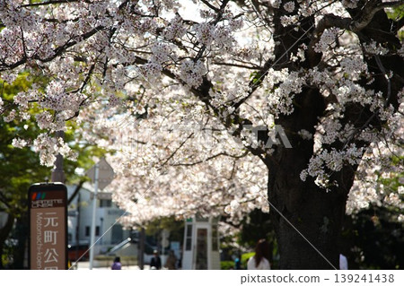 A spring cherry blossom scene near the bus stop. A spring cherry blossom scene near the bus stop. 139241438