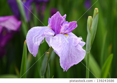 Japanese iris Japanese iris 139241686
