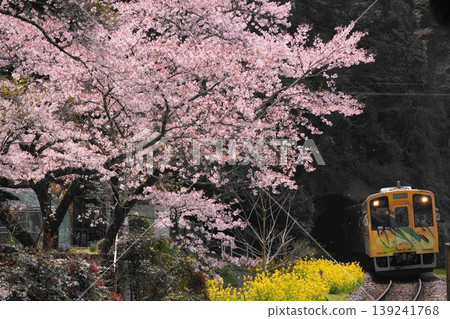 走出隧道,映入眼簾的是櫻花和油菜花。 <錦川鐵道> 走出隧道,映入眼簾的是櫻花和油菜花。 <錦川鐵道> 139241768