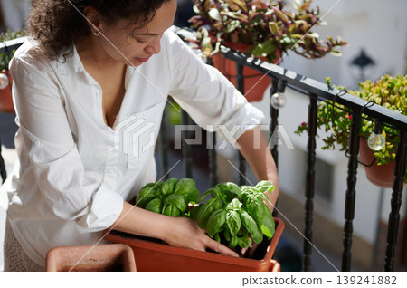 Woman Gardening Basil on Sunny Balcony With Potted Herbs and Urban Container Garden Woman Gardening Basil on Sunny Balcony With Potted Herbs and Urban Container Garden 139241882
