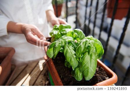 Hands Tending Fresh Basil Plants in Balcony Planter for Urban Home Gardening Hands Tending Fresh Basil Plants in Balcony Planter for Urban Home Gardening 139241893