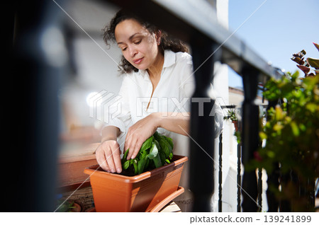 Woman Gardening On Sunny Balcony Planting Basil In Terracotta Planter Woman Gardening On Sunny Balcony Planting Basil In Terracotta Planter 139241899