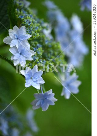 繡球花(雨天拍攝,有雨滴) 繡球花(雨天拍攝,有雨滴) 139242020