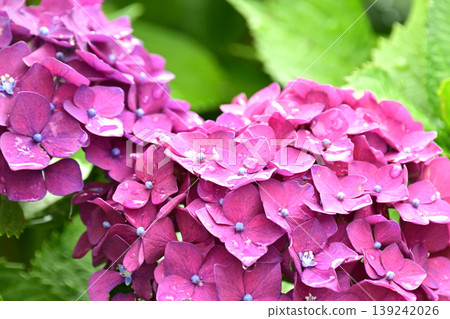Hydrangeas (photographed on a rainy day, with raindrops) Hydrangeas (photographed on a rainy day, with raindrops) 139242026