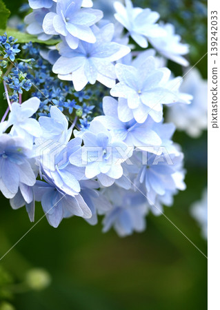 Hydrangeas (photographed on a rainy day, with raindrops) Hydrangeas (photographed on a rainy day, with raindrops) 139242033