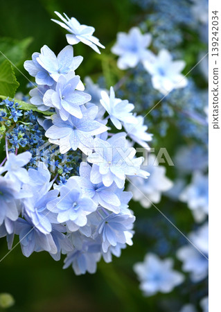 Hydrangeas (photographed on a rainy day, with raindrops) Hydrangeas (photographed on a rainy day, with raindrops) 139242034