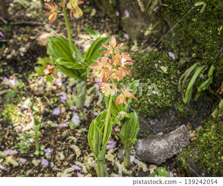 Ebine Orchid Ebine Orchid 139242054
