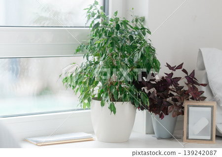 Green ficus plant placed on a kitchen window sill with soft natural daylight. Cozy home interior with fresh greenery, minimal decor, and calm atmosphere. Concept of healthy lifestyle and indoor plants Green ficus plant placed on a kitchen window sill with soft natural daylight. Cozy home interior with fresh greenery, minimal decor, and calm atmosphere. Concept of healthy lifestyle and indoor plants 139242087