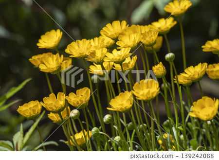 黃色雛菊 黃色雛菊 139242088