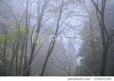 細雨與櫻花和樹葉 [長野縣] 139242100