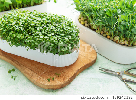 Growing fresh microgreens for healthy organic food and nutrition Growing fresh microgreens for healthy organic food and nutrition 139242182