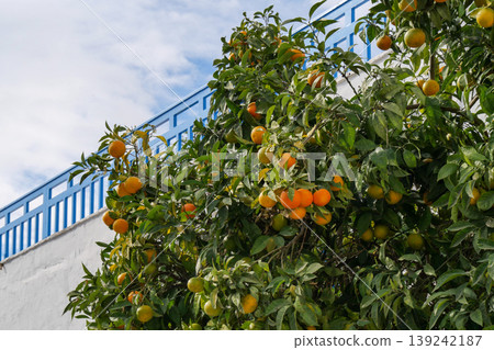Landscape of Sidi Bou Said, Tunis, Tunisia Landscape of Sidi Bou Said, Tunis, Tunisia 139242187
