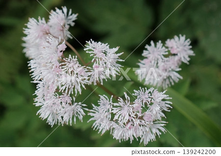 Maple-leaved Thalictrum, a fresh alpine plant that blooms in the summer mountains, with its delicate white flowers blooming in dense clusters. Maple-leaved Thalictrum, a fresh alpine plant that blooms in the summer mountains, with its delicate white flowers blooming in dense clusters. 139242200