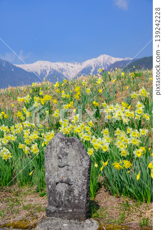 【高禪寺街上的水仙花】石像、水仙花和中央阿爾卑斯山【駒金市】 【高禪寺街上的水仙花】石像、水仙花和中央阿爾卑斯山【駒金市】 139242228